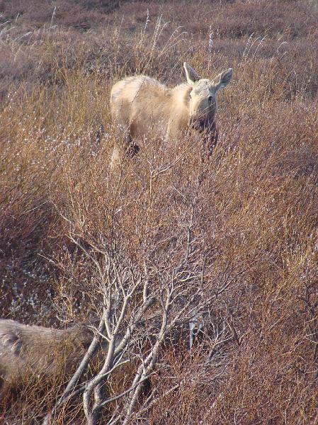 Alaska 2008 045.jpg